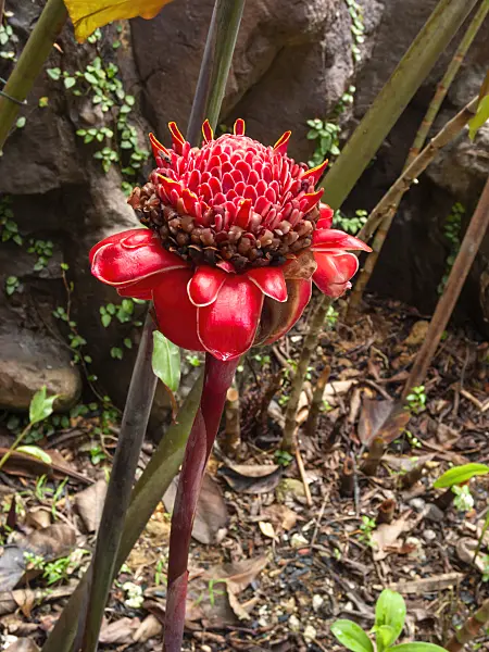411005 - Torch ginger (Etlingera elatior)