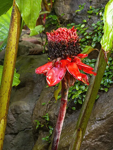 434296 - Torch ginger (Etlingera elatior)