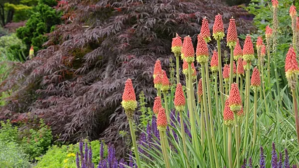 497238 - Torch lilies (Kniphofia) and sages (Salvia)