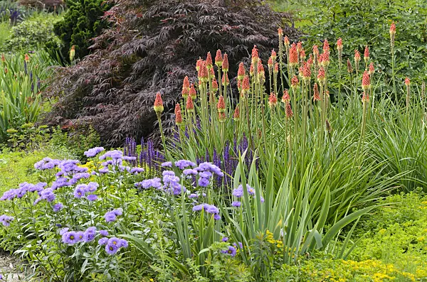 497217 - Torch lilies (Kniphofia), fleabanes (Erigeron) and sages (Salvia)