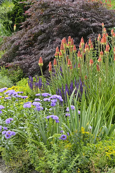 497218 - Torch lilies (Kniphofia), fleabanes (Erigeron) and sages (Salvia)