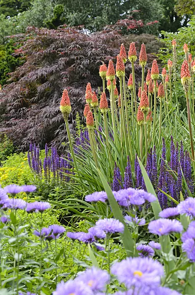 497219 - Torch lilies (Kniphofia), fleabanes (Erigeron) and sages (Salvia)