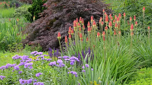 497237 - Torch lilies (Kniphofia), fleabanes (Erigeron) and sages (Salvia)
