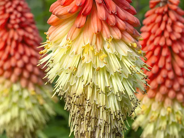 426113 - Torch lily (Kniphofia)