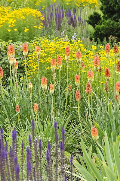 486057 - Torch lily (Kniphofia)