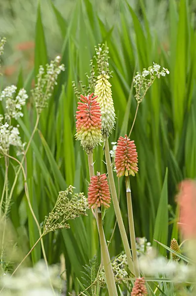497030 - Torch lily (Kniphofia)