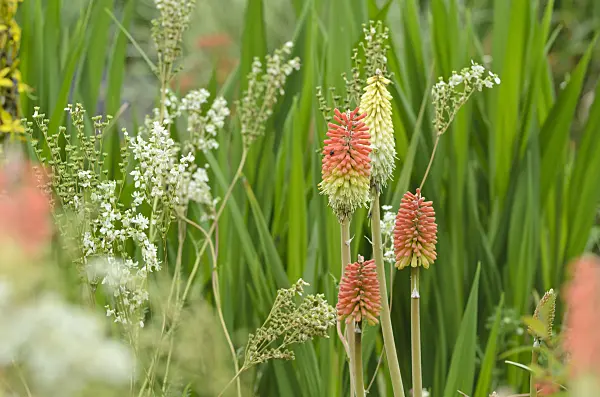 497031 - Torch lily (Kniphofia)