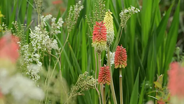 497034 - Torch lily (Kniphofia)