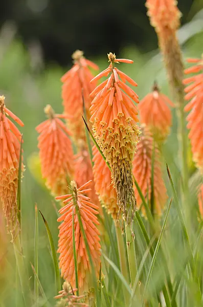 498232 - Torch lily (Kniphofia)