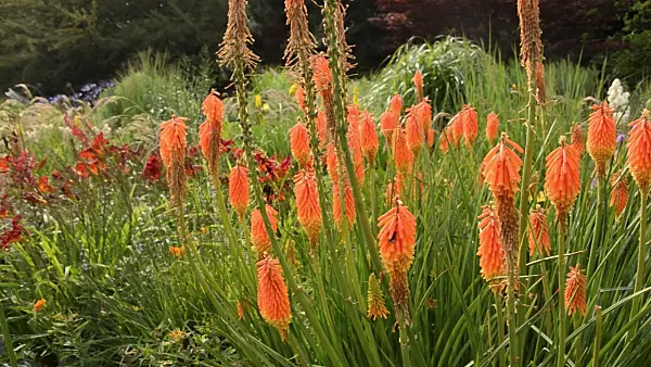 498255 - Torch lily (Kniphofia)