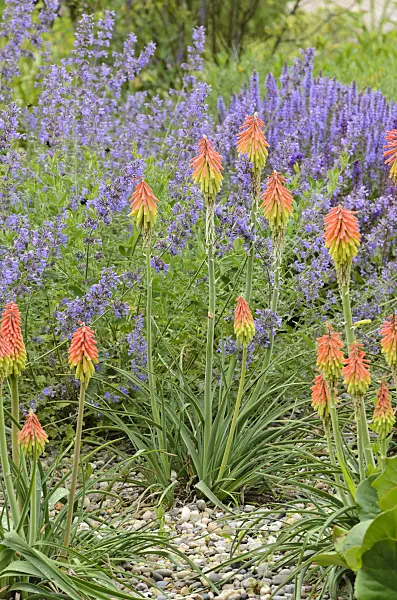 521271 - Torch lily (Kniphofia)