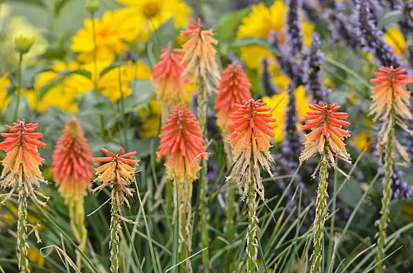 535024 - Torch lily (Kniphofia)