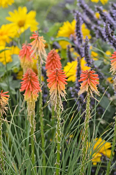 535025 - Torch lily (Kniphofia)
