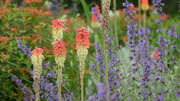 497035 - Torch lily (Kniphofia) and catmint (Nepeta)