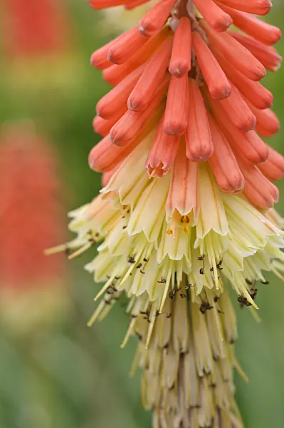 473178 - Torch lily (Kniphofia ensifolia)
