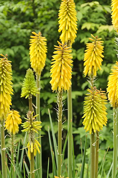 486091 - Torch lily (Kniphofia Green Magic)