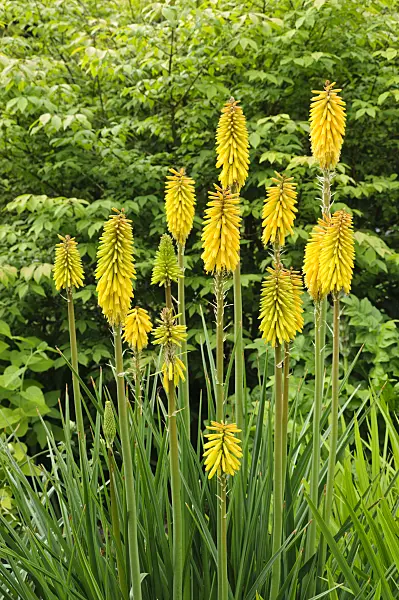 486092 - Torch lily (Kniphofia Green Magic)