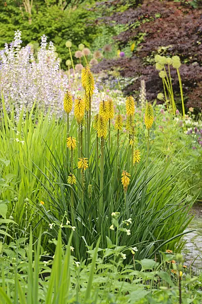 486095 - Torch lily (Kniphofia Green Magic)