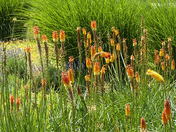 439277 - Torch lily (Kniphofia linearifolia)