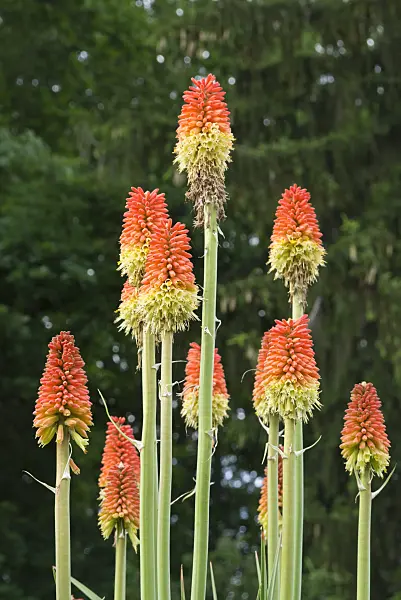 608084 - Torch lily (Kniphofia sarmentosa)