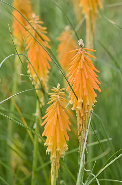 524123 - Torch lily (Kniphofia triangularis)