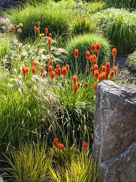 462040 - Torch lily (Kniphofia) with grasses