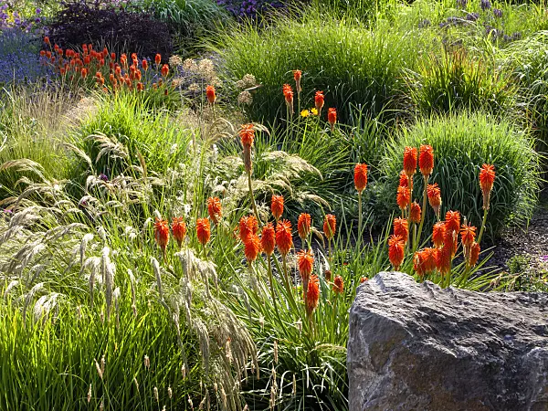 462041 - Torch lily (Kniphofia) with grasses