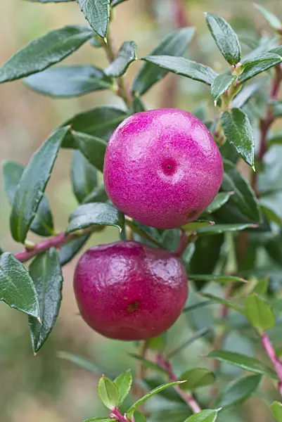552019 - Torfmyrte (Pernettya mucronata syn. Gaultheria mucronata)