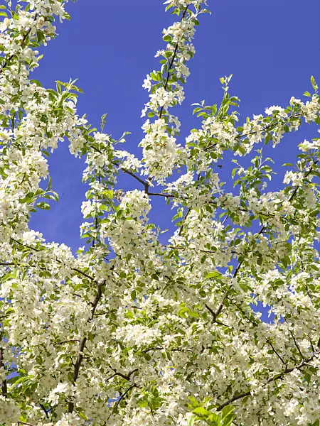 437354 - Toringo crab apple (Malus toringo)
