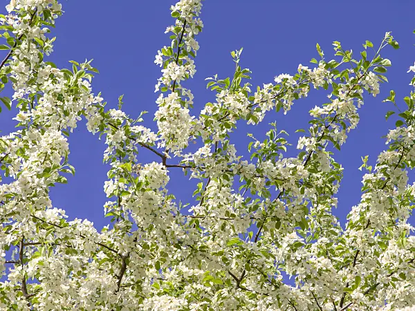 437355 - Toringo crab apple (Malus toringo)