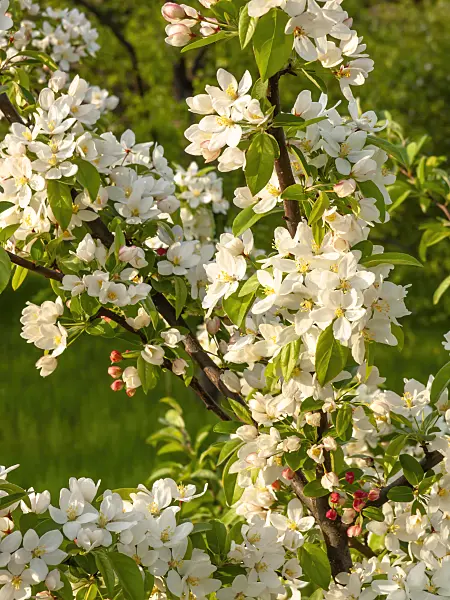448046 - Toringo crab apple (Malus toringo)