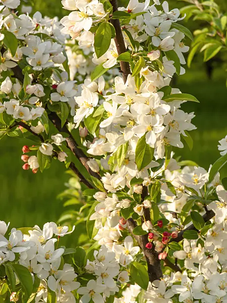 448047 - Toringo crab apple (Malus toringo)