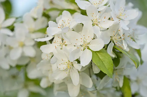 520198 - Toringo crab apple (Malus toringo)