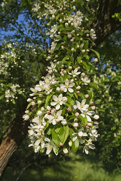 556108 - Toringo crab apple (Malus toringo)