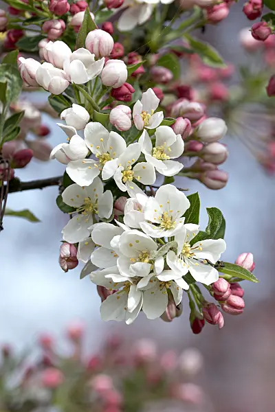 607160 - Toringo crab apple (Malus toringo 'Tina')