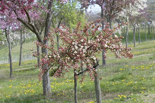 607161 - Toringo crab apple (Malus toringo 'Tina')