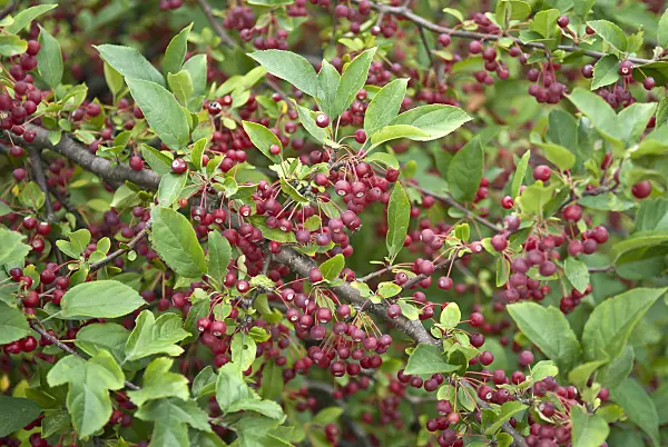 517203 - Toringo crab apple (Malus toringo var. sargentii)
