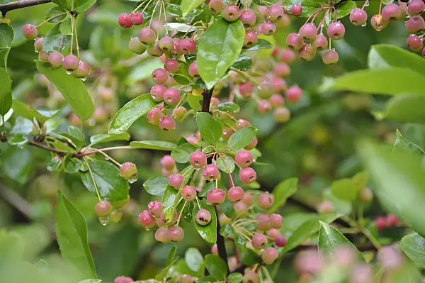 517204 - Toringo crab apple (Malus toringo var. sargentii)