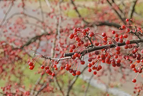 535306 - Toringo crab apple (Malus toringo var. sargentii)