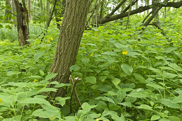 509180 - Touch-me-not balsam (Impatiens noli-tangere)
