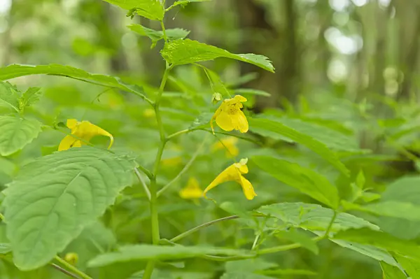 509181 - Touch-me-not balsam (Impatiens noli-tangere)