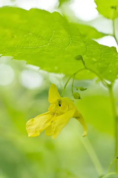 509183 - Touch-me-not balsam (Impatiens noli-tangere)