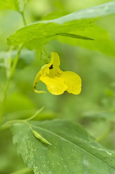 509184 - Touch-me-not balsam (Impatiens noli-tangere)
