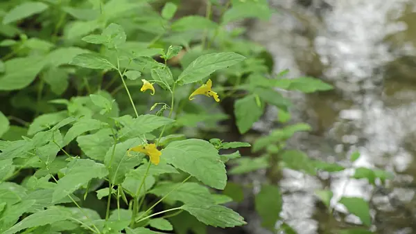 509190 - Touch-me-not balsam (Impatiens noli-tangere) at a brook