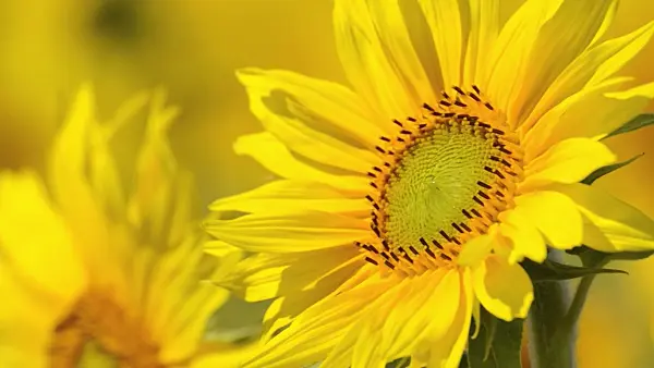 498220 - Tournesol (Helianthus annuus)