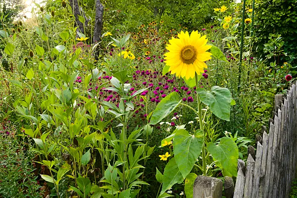 672043 - Tournesol (Helianthus annuus) dans un jardin naturel