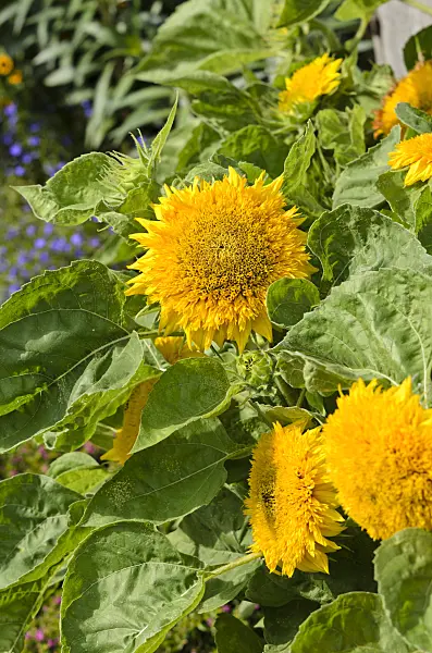 523017 - Tournesol (Helianthus annuus 'Niedrige Sonnengold')