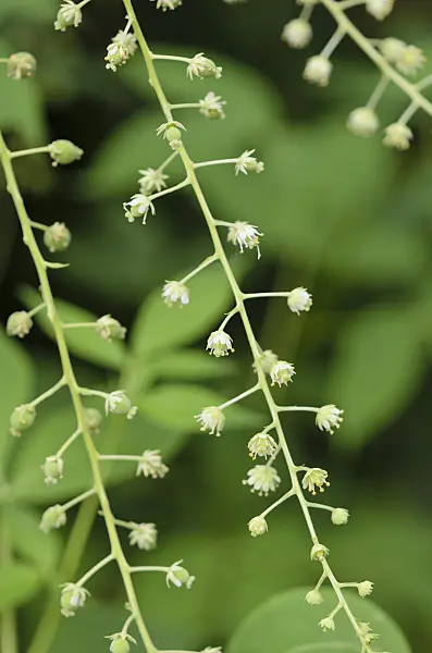 524124 - Tovaria pendula