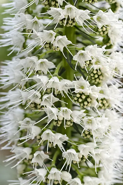 471065 - Tower of jewels (Echium simplex)