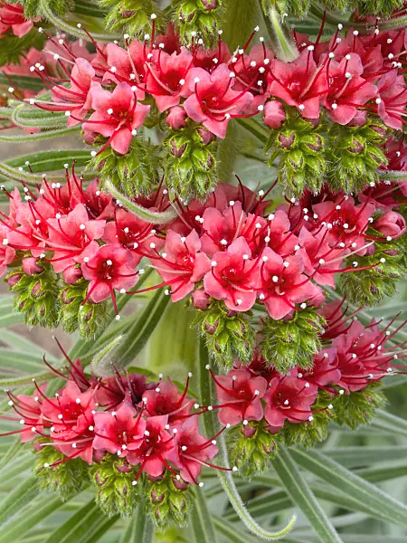 400139 - Tower of jewels (Echium wildpretii)